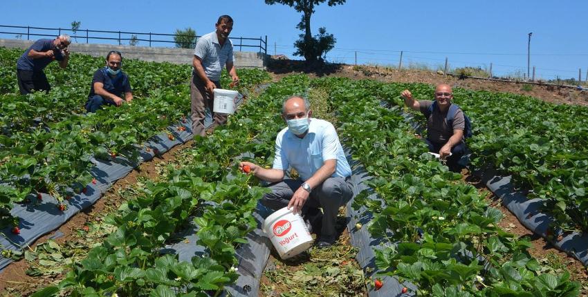 Engiz Çileği Üreticisini Mutlu Ediyor   