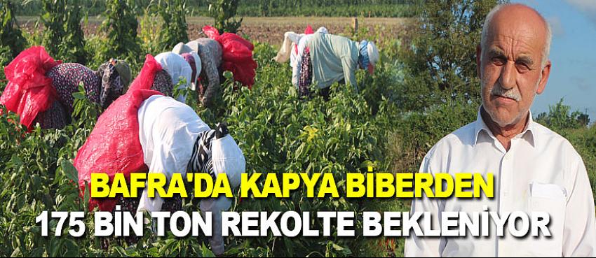 Bafra'da kapya biberden 175 bin ton rekolte bekleniyor