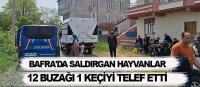 Bafra'da saldırgan hayvanlar 12 buzağı 1 keçiyi telef etti