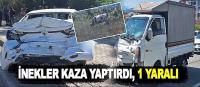 Bafra'da inekler kaza yaptırdı, 1 yaralı