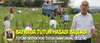 Bafra'da tütün hasadı başladı