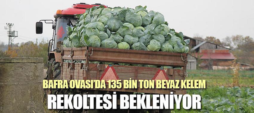 Bafra Ovası beyaz kelem hasadı devam ediyor