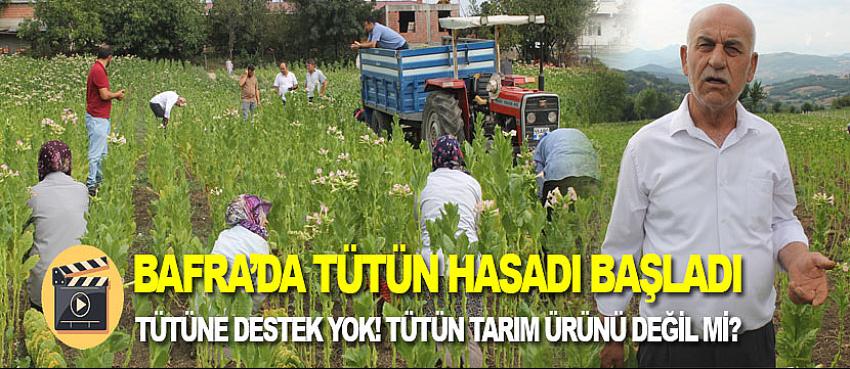 Bafra'da tütün hasadı başladı