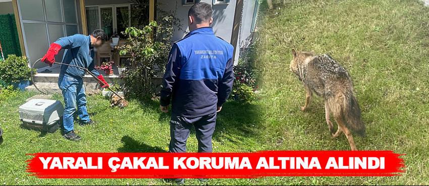 Yakakent'te yaralı çakalı ekipler koruma altına aldı