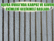 Bafra Ovası’nda kavun ve karpuz ekimi gecikmeli başladı