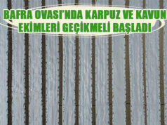 Bafra Ovası’nda kavun ve karpuz ekimi gecikmeli başladı