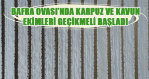 Bafra Ovası’nda kavun ve karpuz ekimi gecikmeli başladı