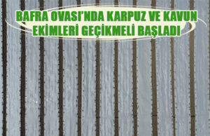 Bafra Ovası’nda kavun ve karpuz ekimi gecikmeli başladı