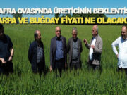Bafra’da çiftçinin arpa ve buğdaydan beklentisi