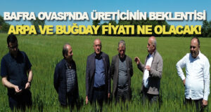 Bafra’da çiftçinin arpa ve buğdaydan beklentisi