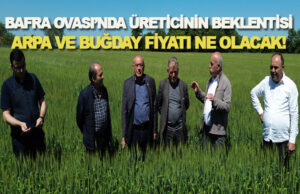 Bafra’da çiftçinin arpa ve buğdaydan beklentisi