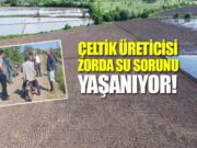Bafra’da Çeltik Sulamasına Kriz Dokunuşu