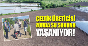 Bafra’da Çeltik Sulamasına Kriz Dokunuşu
