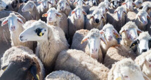 Hayvan kesimhane sevklerinde yeni dönem başladı