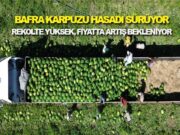 Karpuz Cenneti Bafra Ovası’nda Hasat Tam Gaz