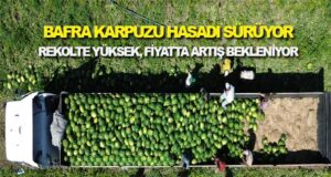 Karpuz Cenneti Bafra Ovası’nda Hasat Tam Gaz