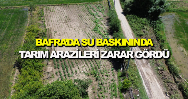tarıım