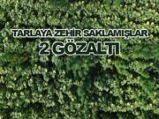 Samsun’da Tarla içinde 5 bin 230 kök kenevir ele geçirildi