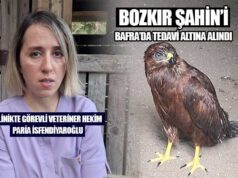 Bafra Kuş Cenneti’nin Şahini Yeniden Özgürlüğe Uçacak