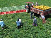 Bafra Ovası’nda kavun hasadında 50 bin rekolte bekleniyor