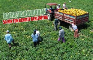 Bafra Ovası’nda kavun hasadında 50 bin rekolte bekleniyor