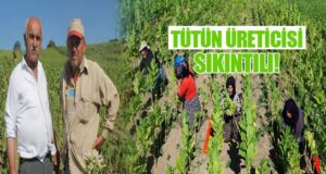 Bafra’da Tütünde, Üreticiler Zorlu Koşullardan Şikayetçi