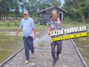 Bafra’da Çernek Gölüne 6 bin yavru sazan bırakıldı