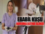 Bafra Kuş Cenneti’nde Ebabil Kuşu Tedavi Altına Alındı