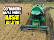 Bafra Ovası Yanıyor! Türkiye’nin En Verimli 2. Pirinci Biçiliyor