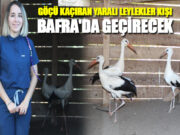 Göçü Kaçıran Yaralı Leylekler Kışı Bafra’da Geçirecek