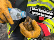 Bafra’da Alevlerden Kurtarılan Kaplumbağa Doğaya Salındı