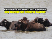 Bafra Kızılırmak Deltası’nın ‘Kara Elması’