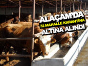 Alaçam’da Şap Alarmı 32 Mahalle Karantinaya Alındı