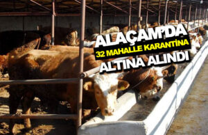 Alaçam’da Şap Alarmı 32 Mahalle Karantinaya Alındı