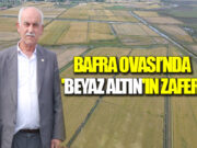 Bafra Ovası’nda ‘Beyaz Altın’ın Zaferi