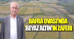 Bafra Ovası’nda ‘Beyaz Altın’ın Zaferi