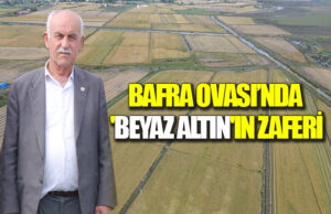 Bafra Ovası’nda ‘Beyaz Altın’ın Zaferi