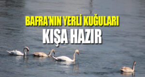 Bafra Kızılırmak Deltası’nın Yerli Kuğuları Kışa Hazır