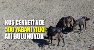 Bafra Deltası’nın Yabani Atları Özgürce Dolaşıyor