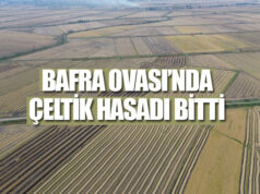 Bafra Ovası’nda çeltik hasadının sonuna gelindi