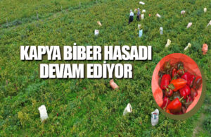 Bafra Ovası’nda kapya biber hasadı devam ediyor