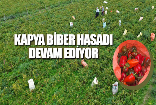Bafra Ovası’nda kapya biber hasadı devam ediyor