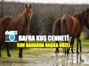 Bafra Kuş Cenneti Sonbaharda Büyülüyor