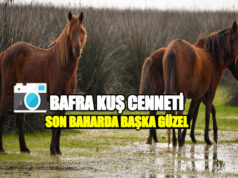 Bafra Kuş Cenneti Sonbaharda Büyülüyor