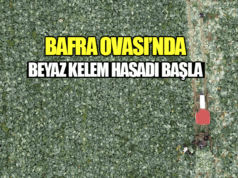 Bafra Ovası’nda Beyaz Kelem Hasadına Başlandı