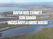 Bafra Kızılırmak Deltası’nda Kuruyan Göller Yağışla Canlandı
