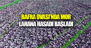 Bafra Ovası’nda kırmızı lahana hasadı başladı
