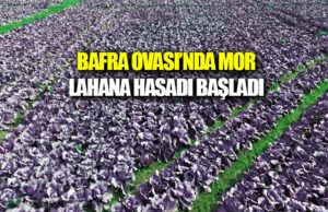 Bafra Ovası’nda kırmızı lahana hasadı başladı