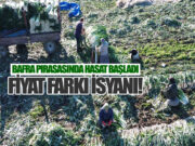 Bafra Ovası’ndan 40 Bin Ton Pırasa Hasadı Bekleniyor