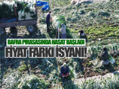 Bafra Ovası’ndan 40 Bin Ton Pırasa Hasadı Bekleniyor